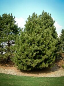 Сосна Чёрная (Pinus Nigra) купить по цене от 270.00р. в интернет-магазине «Посадика» с доставкой почтой в в Новоржеве и по всей России – [изображение №1].