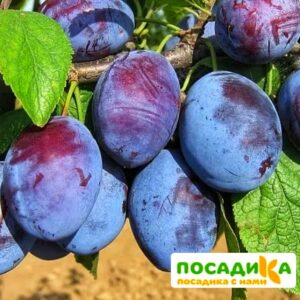 Слива Чачакская ранняя купить по цене от 229.00р. в интернет-магазине «Посадика» с доставкой почтой в в Новоржеве и по всей России – [изображение №1].