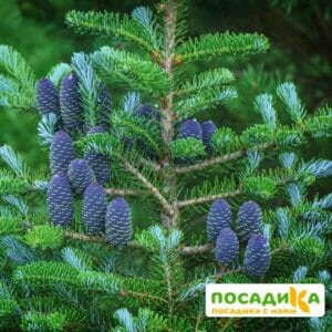 Пихта корейская (Abies koreana) купить по цене от 450.00р. в интернет-магазине «Посадика» с доставкой почтой в в Новоржеве и по всей России – [изображение №1].