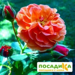 Роза Арабия купить по цене от 350.00р. в интернет-магазине «Посадика» с доставкой почтой в в Новоржеве и по всей России – [изображение №1].