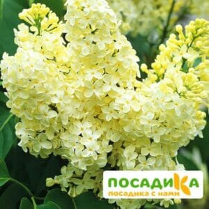 Сирень Примроуз (Primrose) купить по цене от 529.00р. в интернет-магазине «Посадика» с доставкой почтой в в Новоржеве и по всей России – [изображение №1].