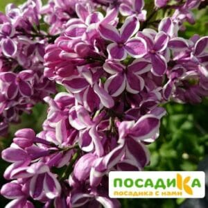 Сирень Сенсация купить по цене от 529.00р. в интернет-магазине «Посадика» с доставкой почтой в в Новоржеве и по всей России – [изображение №1].