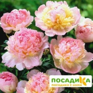 Пион Распберри Сандей (Paeonia Raspberry Sundae) купить по цене от 959р. в интернет-магазине «Посадика» с доставкой почтой в в Новоржеве и по всей России – [изображение №1].