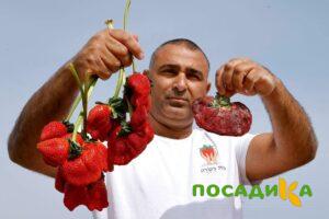 Клубника Гигант Джорнея купить по цене от 266р. в интернет-магазине «Посадика» с доставкой почтой в в Новоржеве и по всей России – [изображение №1].