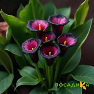 Калла Аура Лейс купить по цене от 400р. в интернет-магазине «Посадика» с доставкой почтой в в Новоржеве и по всей России – [изображение №1].