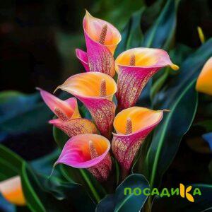 Калла Оникс купить по цене от 450р. в интернет-магазине «Посадика» с доставкой почтой в в Новоржеве и по всей России – [изображение №1].
