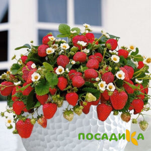 Клубника Рубиновый Шепот (горшечная) купить по цене от 240р. в интернет-магазине «Посадика» с доставкой почтой в в Новоржеве и по всей России – [изображение №1].
