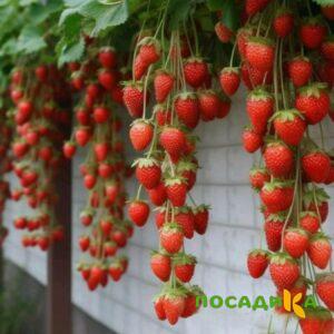 Клубника вьющаяся Комплимент купить по цене от 470р. в интернет-магазине «Посадика» с доставкой почтой в в Новоржеве и по всей России – [изображение №1].