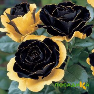 Роза Ханни Сикл купить по цене от 700р. в интернет-магазине «Посадика» с доставкой почтой в в Новоржеве и по всей России – [изображение №1].