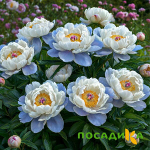 Пион акварельный Этюд купить по цене от 806р. в интернет-магазине «Посадика» с доставкой почтой в в Новоржеве и по всей России – [изображение №1].