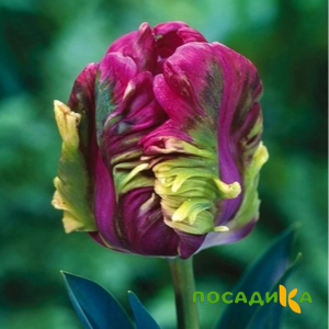 Тюльпан Экзотик Хэвен купить по цене от 186р. в интернет-магазине «Посадика» с доставкой почтой в в Новоржеве и по всей России – [изображение №1].