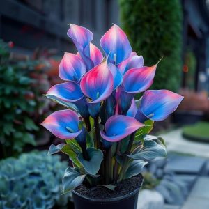 Калла Импрессия купить по цене от 590р. в интернет-магазине «Посадика» с доставкой почтой в в Новоржеве и по всей России – [изображение №1].