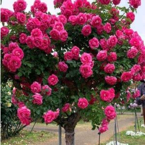 Роза Версаля купить по цене от 232р. в интернет-магазине «Посадика» с доставкой почтой в в Новоржеве и по всей России – [изображение №1].